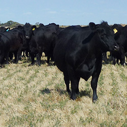 Breeding Information