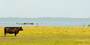 South Australian Angus Beef - Coorong