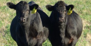 Stoney Point Performance Angus