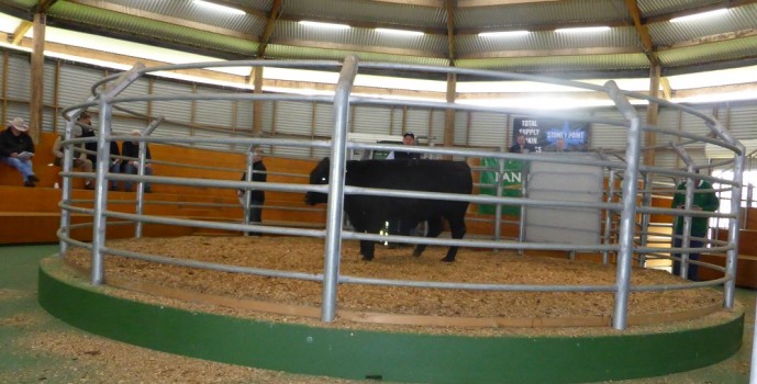 Stoney Point Hamilton Bull Sale